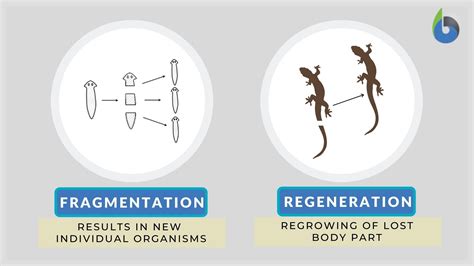 Fragmentation Definition And Examples Biology Online Dictionary