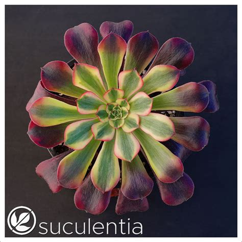 Aeonium Medusa Suculentia Venta Online De Suculentas Y Plantas Crasas