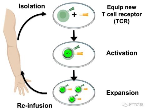 过继性细胞免疫治疗 过继细胞免疫治疗 过继细胞疗法研究进展 TIL TCR CAR T NK 全球肿瘤医生网