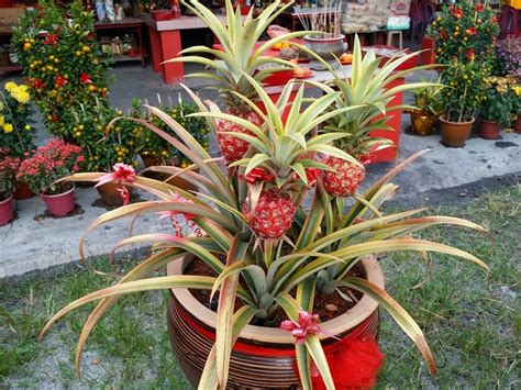 How To Care For An Ornamental Pineapple Plant – Craftsmumship