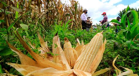 Milpa Un Sistema Fundamental Para La Seguridad Alimentaria Cimmyt