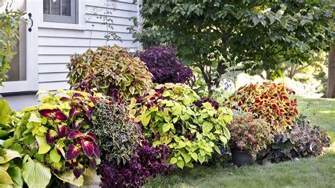 17 Outstanding Coleus Varieties For Sun With Tips To Grow Them