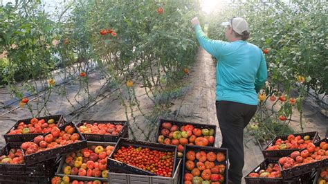 Growing 10 000 Pounds Of Organic Tomatoes In A High Tunnel Greenhouse