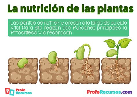 La Nutricion De Las Plantas