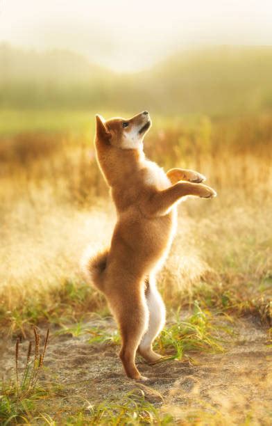 Shiba Inu Jumping Stock Photos Pictures And Royalty Free Images Istock