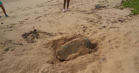 G1 Tartaruga De Pente Desova Na Praia De Cruz Das Almas Em Maceió