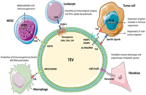 Tumour Derived Extracellular Vesicles Encyclopedia Mdpi