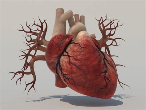 Human Heart 3D Model - Realtime - 3D Models World