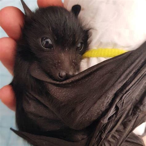 This Bat Is So Cute R Aww