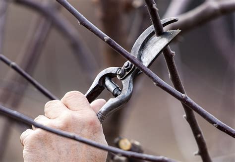 Scissors Gardening: A Comprehensive Guide - Gardening Maven