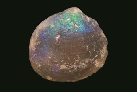 Lightning Ridge Opalised Fossils Australian Geographic