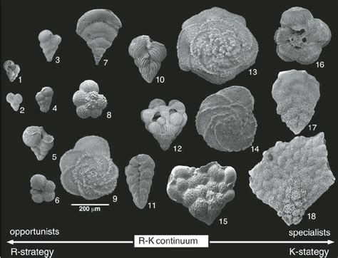 Sizes And Shapes Of Tests Of Maastrichtian Planktic Foraminifera