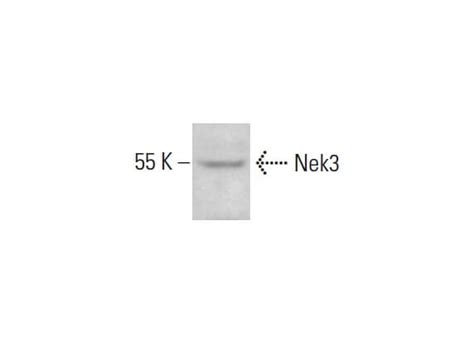 Anti Nek3 Antibody E 10 SCBT Santa Cruz Biotechnology