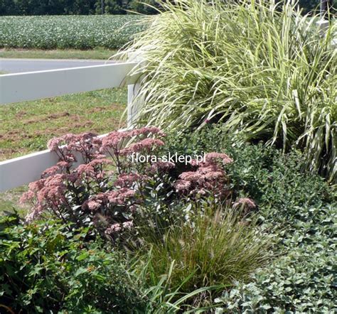 Rozchodnik Ogrodowy Sedum Hybridum Matrona Sadzonka Flora Sklep Pl