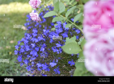 Blue flowers lobelia Stock Photo - Alamy