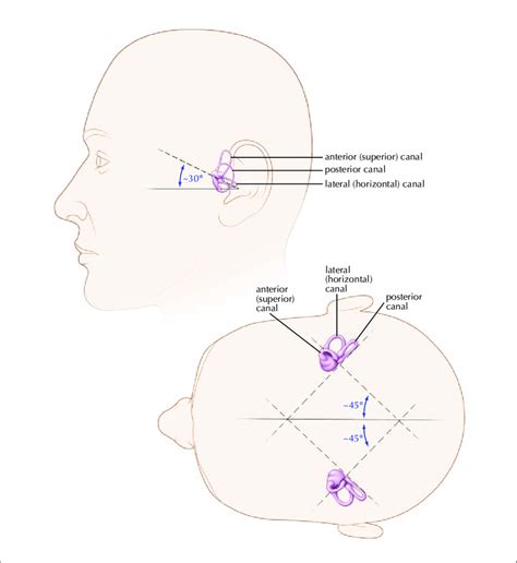 Semicircular Canals Orientation