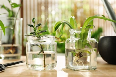 9 Best Indoor Plants To Grow In Water