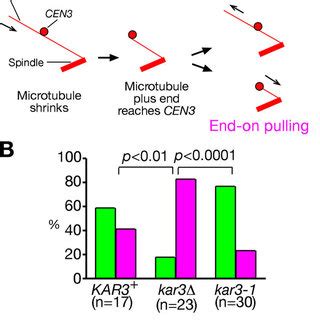 Microtubule dynamics during the end-on pulling of kinetochores. (A ...