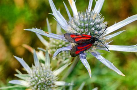 Zygaena Osterodensis Platterbsen Widderchen Zygaena O Flickr