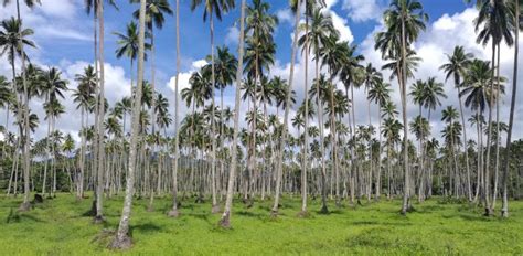 Vanua Levu Fiji Guide The Most Trusted Source On The Fiji Islands