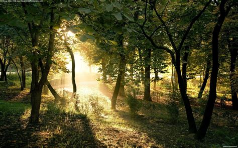 Fondos De Pantalla Luz De Sol Árboles Bosque Naturaleza Plantas Rama Mañana Desierto