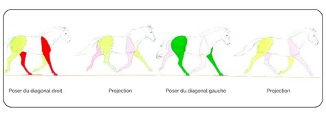 Quel Est Le Mécanisme Du Trot Du Cheval Guide Détaillé