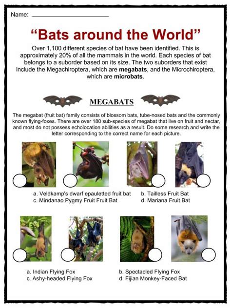 Bat Facts Habitat Diet Symbolism Worksheets And Information For Kids