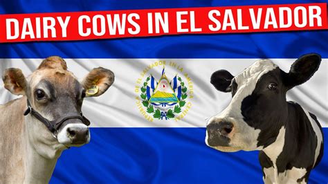 Dairy Cows In El Salvador Everything You Need To Know Biggest Bulls