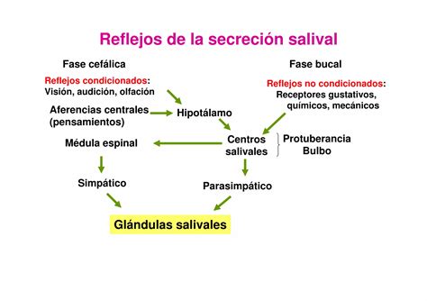 02 Secrecion I salival y gástrica PPT