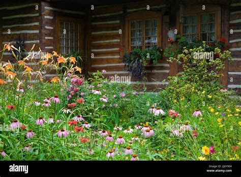 Orange Hemerocallis Daylilies And Purple Echinacea Coneflowers In