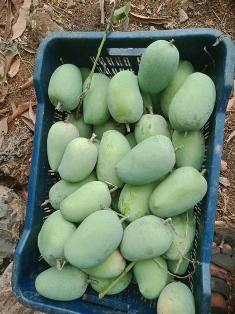 Green Kesar Mango Carton Packaging Size 10 Kg At Rs 60 Kg In Ratnagiri