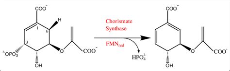 Reaction Catalyzed By Chorismate Synthase The Elimination Of The Download Scientific Diagram