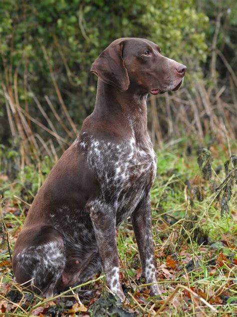 Merlot Sitting Credit Gsp Dogs German Shorthaired Pointer Dog