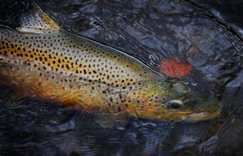 17 Best Images About Brown Trout On Pinterest Montana The Fly And