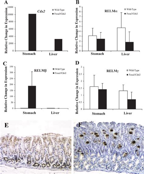 Ectopic Expression Of Cdx In Gastric Glandular Epithelium Of