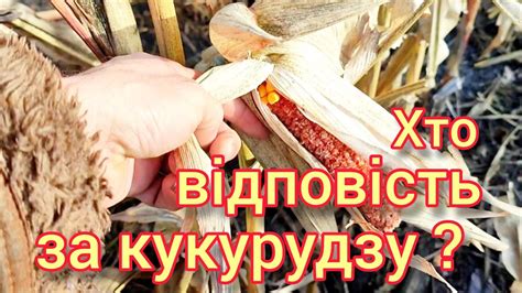 Хто буде відповідати 🤔 за знищений врожай кукурудзи🌽. - YouTube
