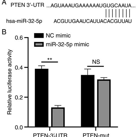 Mir P Directly Combined With Pten Utr A The Targetscan