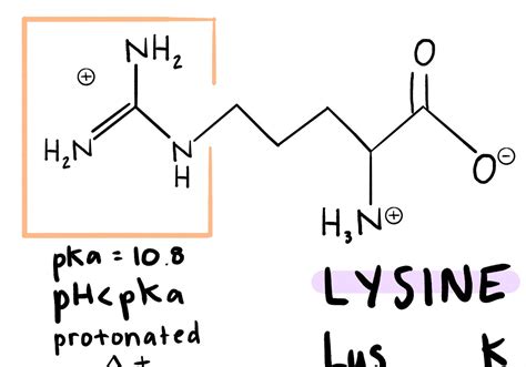 MCAT Amino Acid Study Guide Structure Abbreviations 1 And 3 Etsy