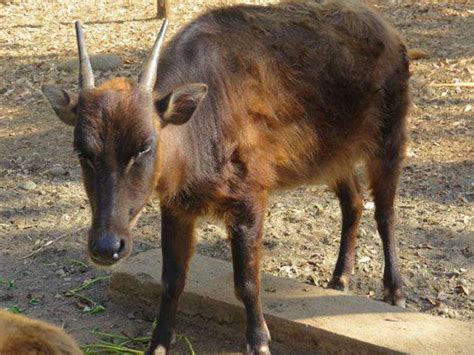 Anoa Di Pulau Sulawesi Tersisa 2500 Individu Dari Laut