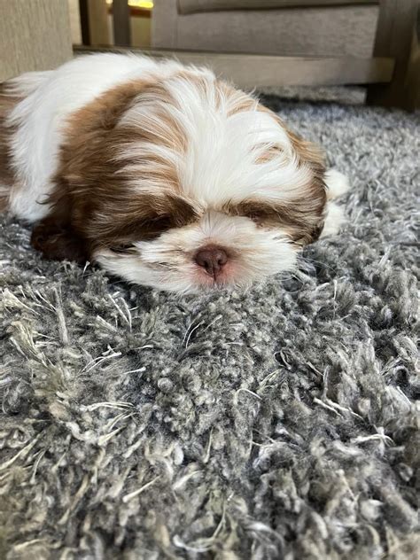 Daphne Is Now 6 Months Old Just Look At Those Eyelashes And Smile R