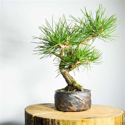 White Pine Bonsai