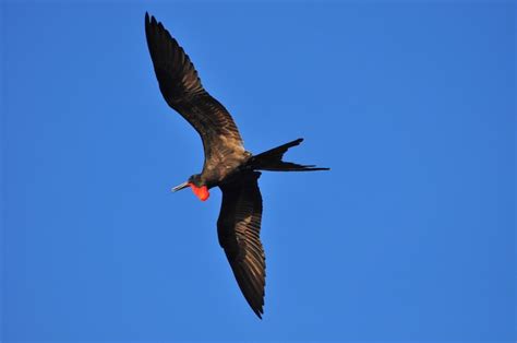 Premium Photo | Flying frigatebird