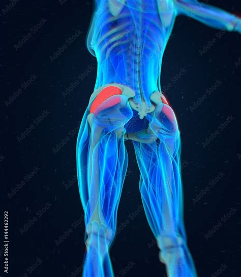 Tensor Fascia Latae Female Anatomy Hip Muscle 3d Illustration Stock Illustration Adobe Stock