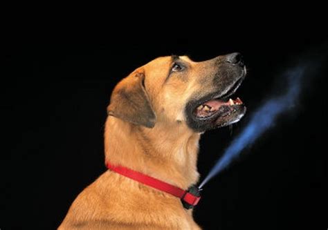 how to get my dog to bark