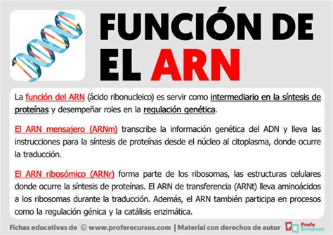 Función del ARN