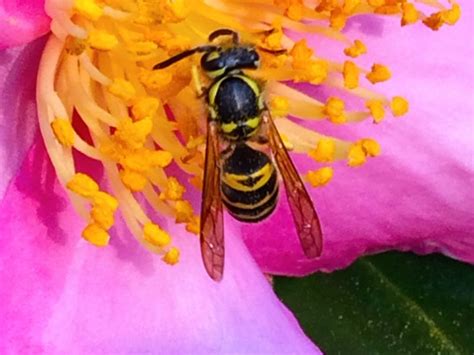 A Bee Gathering Nectar Smithsonian Photo Contest Smithsonian Magazine