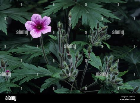 Giant Geranium At The Welsh Botanic Gardens Geranium Maderense Native