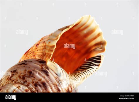 Empty Shell Of Sea Snail Atlantic Triton Trumpet Charonia Variegata