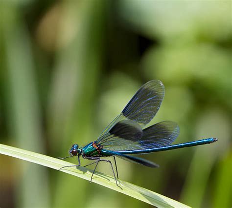 Odonata Photos Stock Photos Pictures And Royalty Free Images Istock