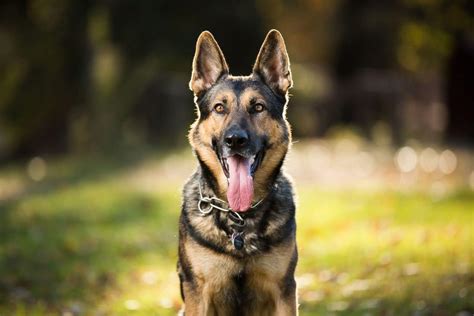 Top 10 Police Dog Breeds Live The Charmed Life